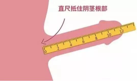 丁丁的尺寸怎么测量