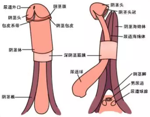 怎么判断自己的蘑菇头是不是敏感