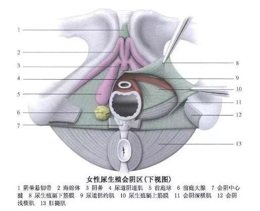 gc一直来一直来