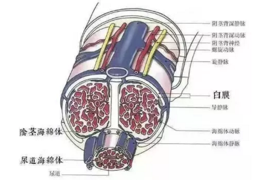 男人锻炼硬度持久训练的方法