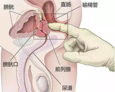 摸菊花到底有多爽