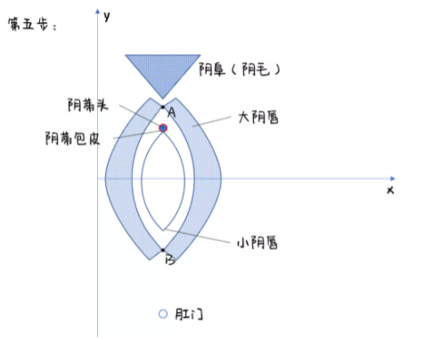 女生下面长什么样儿