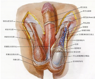 男生跷二郎腿会不会夹到睾丸