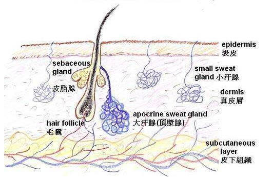 体味重但不是狐臭如何去除