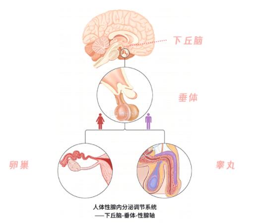 长期没有性生活会导致卵巢早衰吗