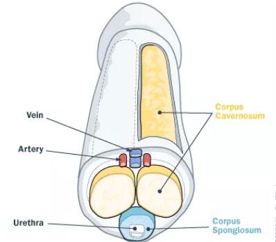 男性海绵体增大用什么方法