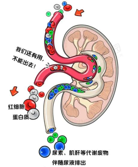 办事不到3分钟是不是肾虚