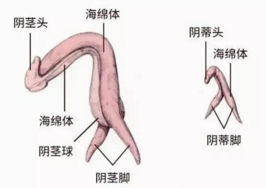 自己怎么揉下面的痘痘