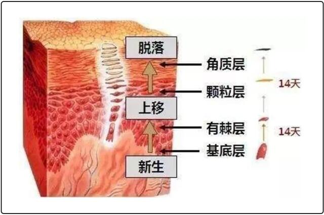 大腿根部黑是什么原因