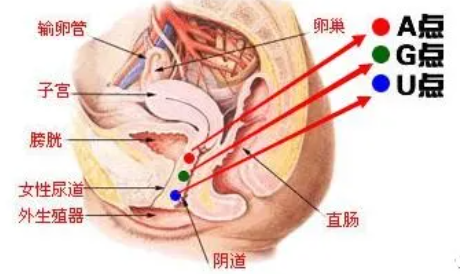 女生到底能承受多少厘米