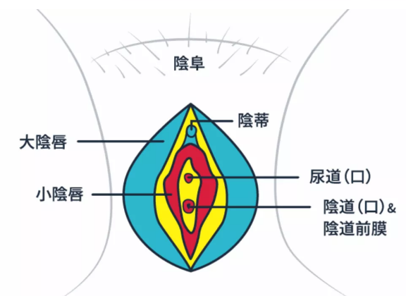 女生的阴部长什么样?