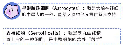 男人是用下半身思考的动物吗