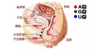 女人a点的位置在哪