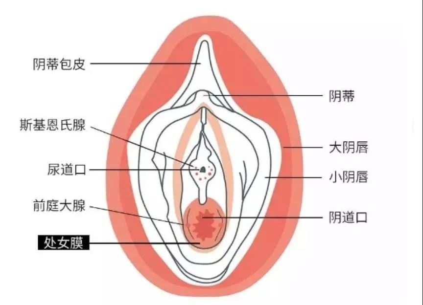 女人下部隐私(不遮挡)