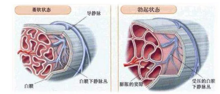 万艾可的作用与功效