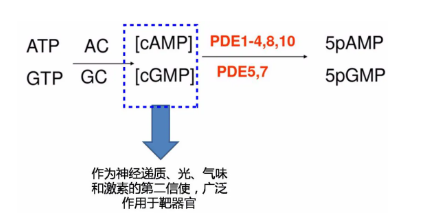 万艾可的作用