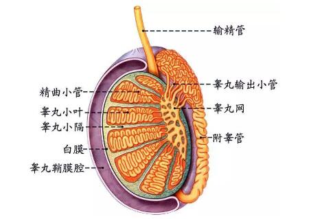 十年补肾不如三天补睾丸