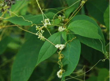 菟丝子怎么用能起到壮阳效果