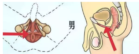 牡蛎肽杞精片是真的吗