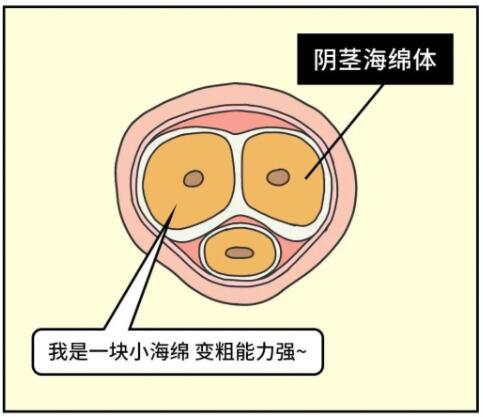 什么动作让勃起更持久