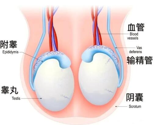 怎样保护睾丸增强性功能