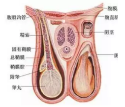 如何保护睾丸健康