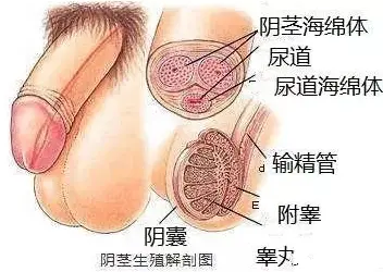 按摩身体哪个部位可以提高性功能