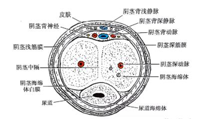 为什么硬起来往左边弯