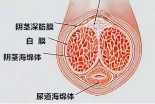 为什么硬起来往左边弯