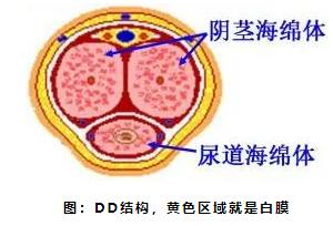 为什么硬起来往左边弯