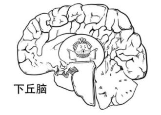 睾酮素对性功能有什么作用