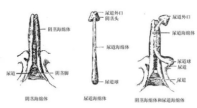 海绵体供血不足是怎么回事