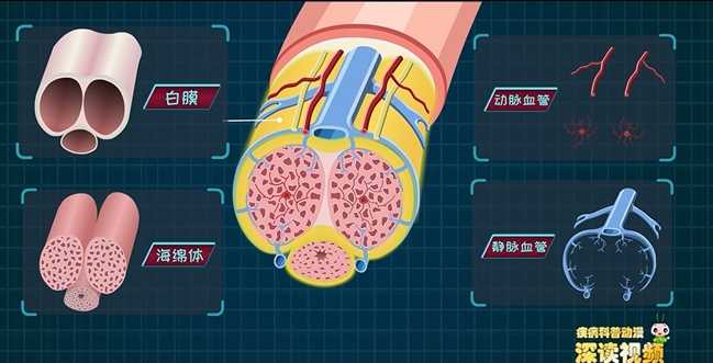 网上买的修复海绵体的药膏是真的吗