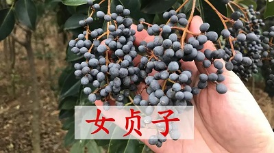 女贞子怎么吃能延时射精呢视频