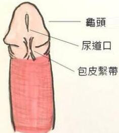 降低龟敏度的训练行为疗法