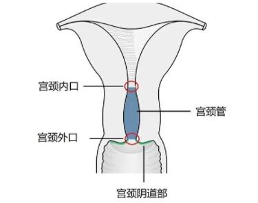 12cm可以顶到宫颈口吗