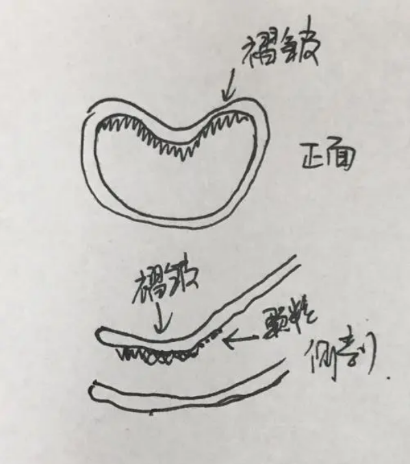 女人逼是什么样子的照片没遮挡