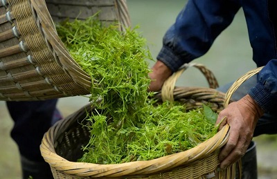 经常喝藤茶对肾有影响吗