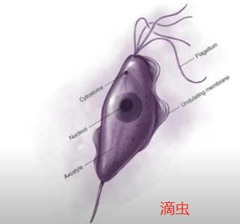 下面分泌物增多是怎么回事