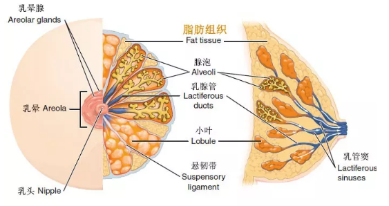 乳头凹陷怎么办