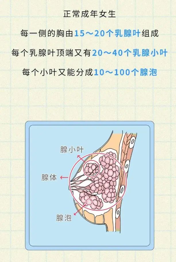 为什么女朋友胸部不能随便揉捏