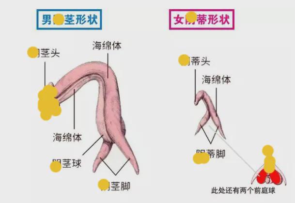 1000个女人能有几个会喷水