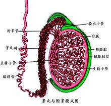 男生的睾丸长什么样子