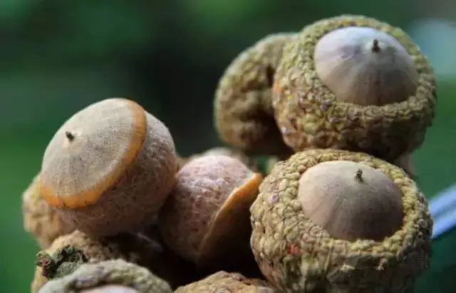 风流果的正确食用方法