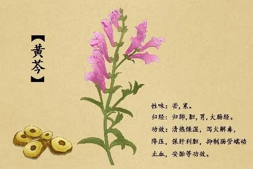 黄芩可以清热解毒吗