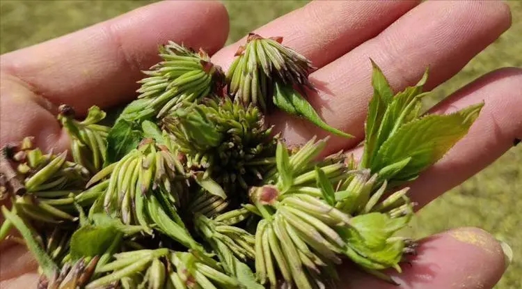 杜仲雄花茶壮阳是骗局还是真有效果？