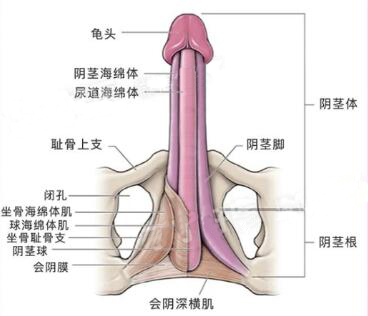 降低龟头敏感度的物理方法有哪些