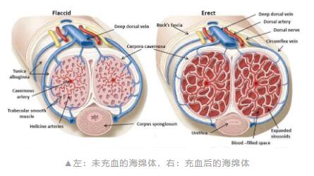 男生亲亲过后为什么小腹会疼