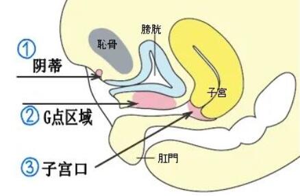 11cm对于175女孩子够用吗