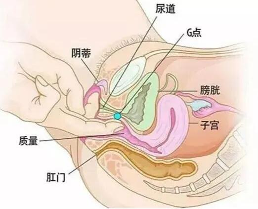 G位的准确位置图解